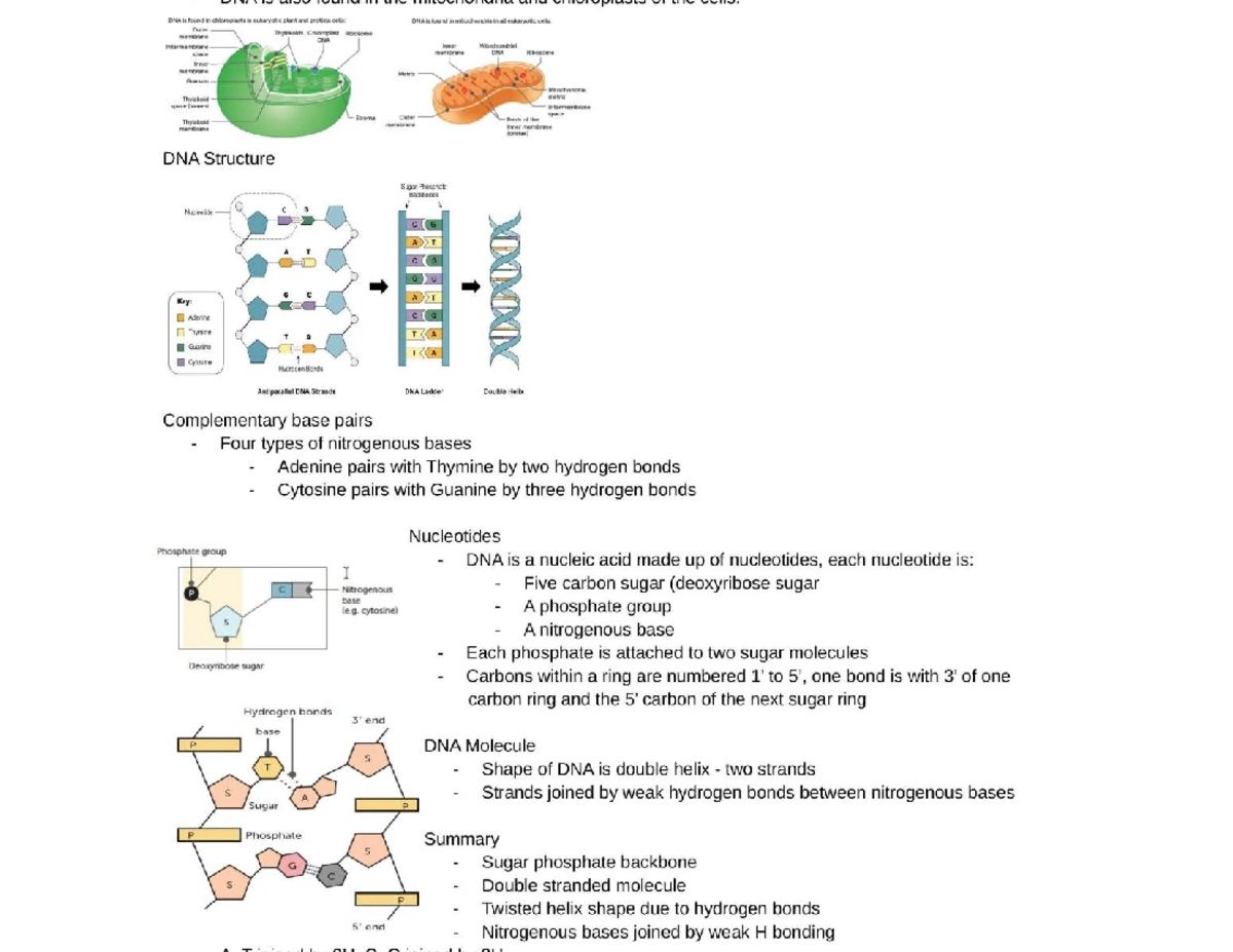 DNA Structure in Eukaryotic Cells: Chloroplasts & Mitochondria - Studocu