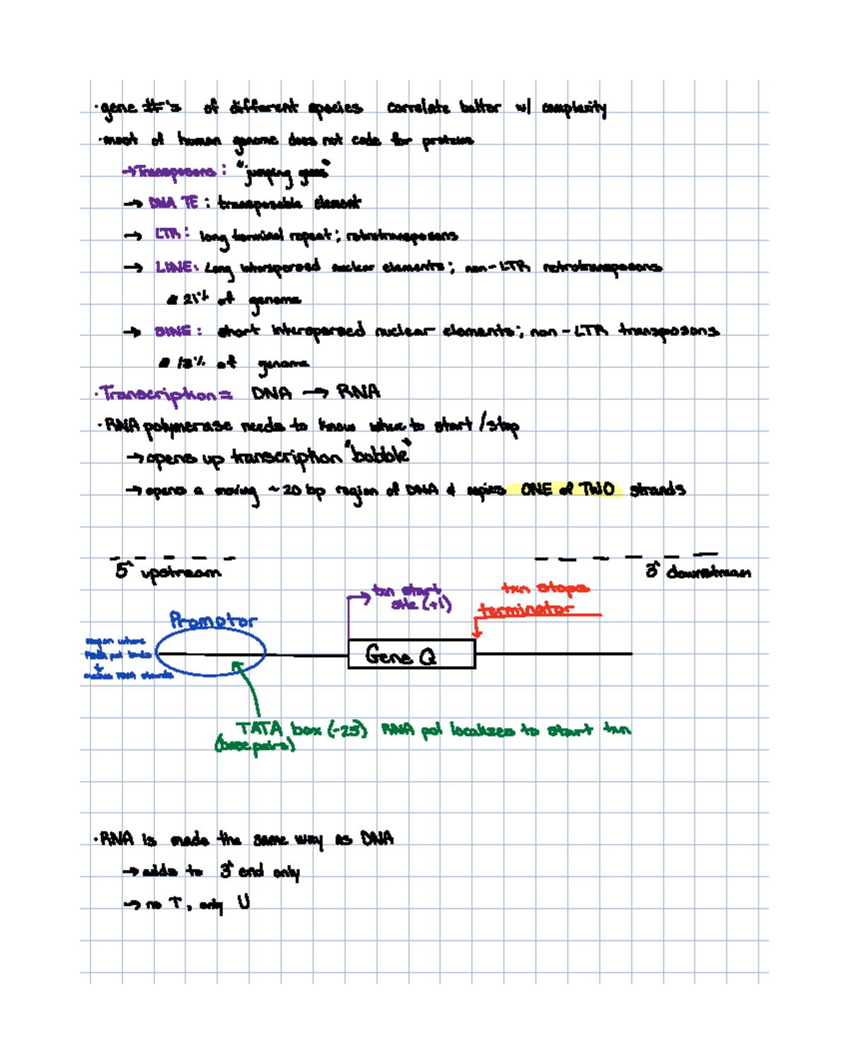 Genetic Elements and Eukaryotic Gene Expression (BIO 101) - Studocu
