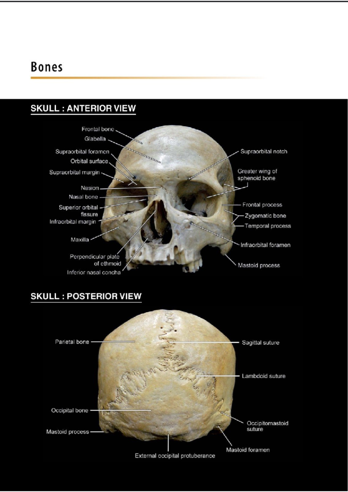 Skull Anatomy Overview: Comprehensive Bone Structure Study Guide - Studocu
