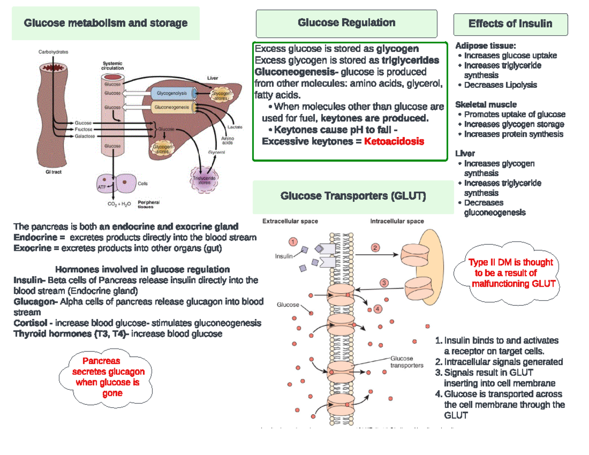Concept Map: Glucose Regulation (Ch 41) and Metabolism Insights - Studocu