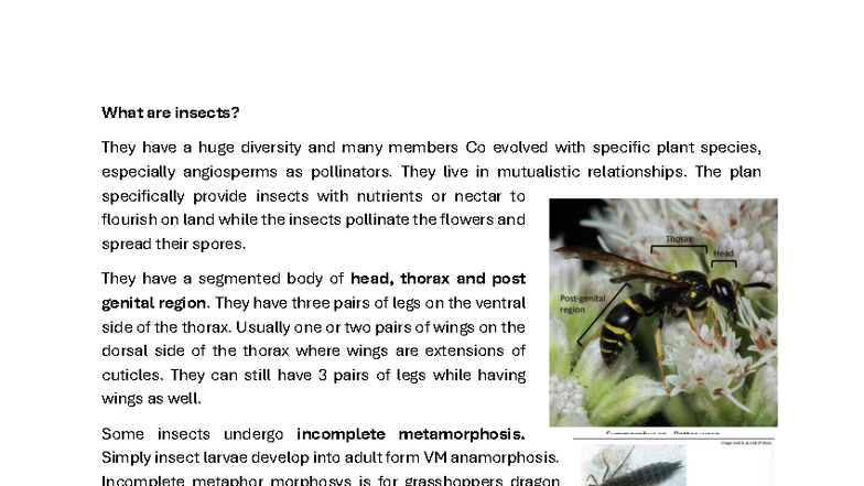 Bio153 Lecture Notes: Insect Diversity and Chordate Evolution - Studocu