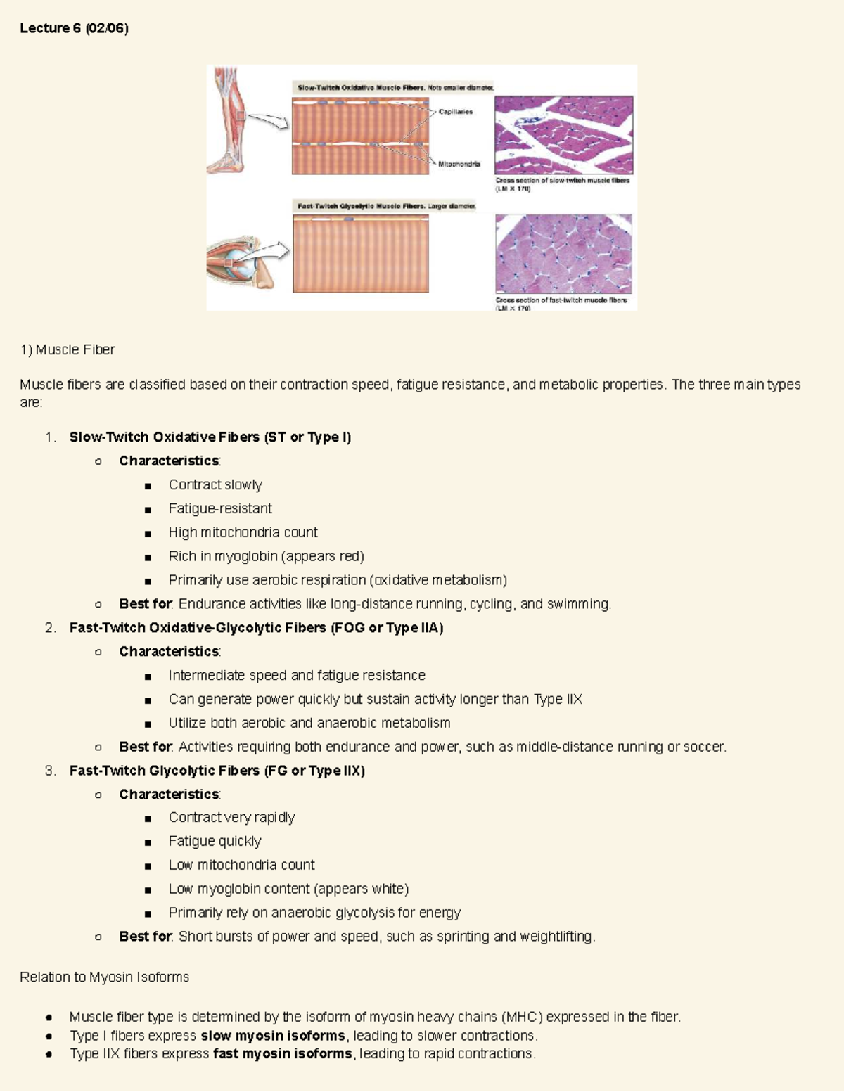 Lecture 6: Muscle Fiber Types and Motor Unit Function - Studocu