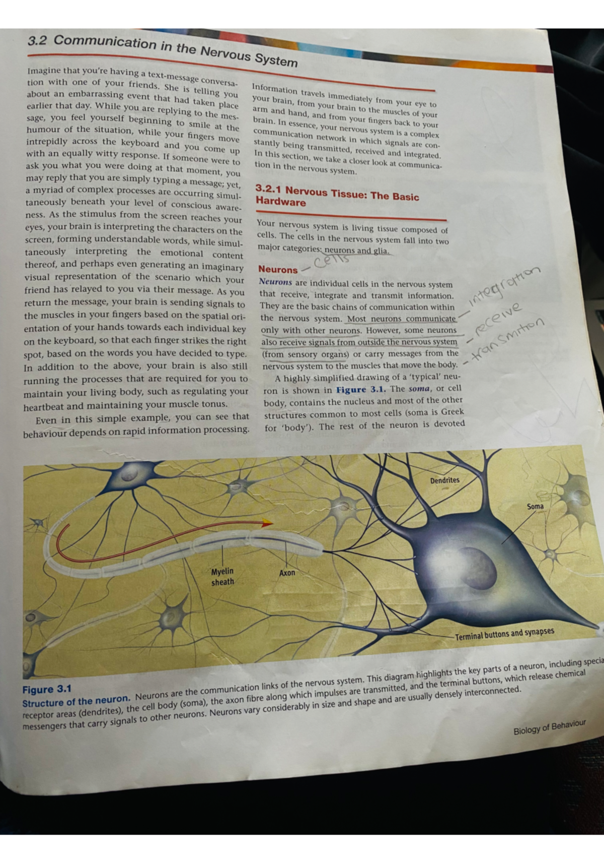 Final Exam Review Notes for Course XYZ 101: Nervous System Insights ...