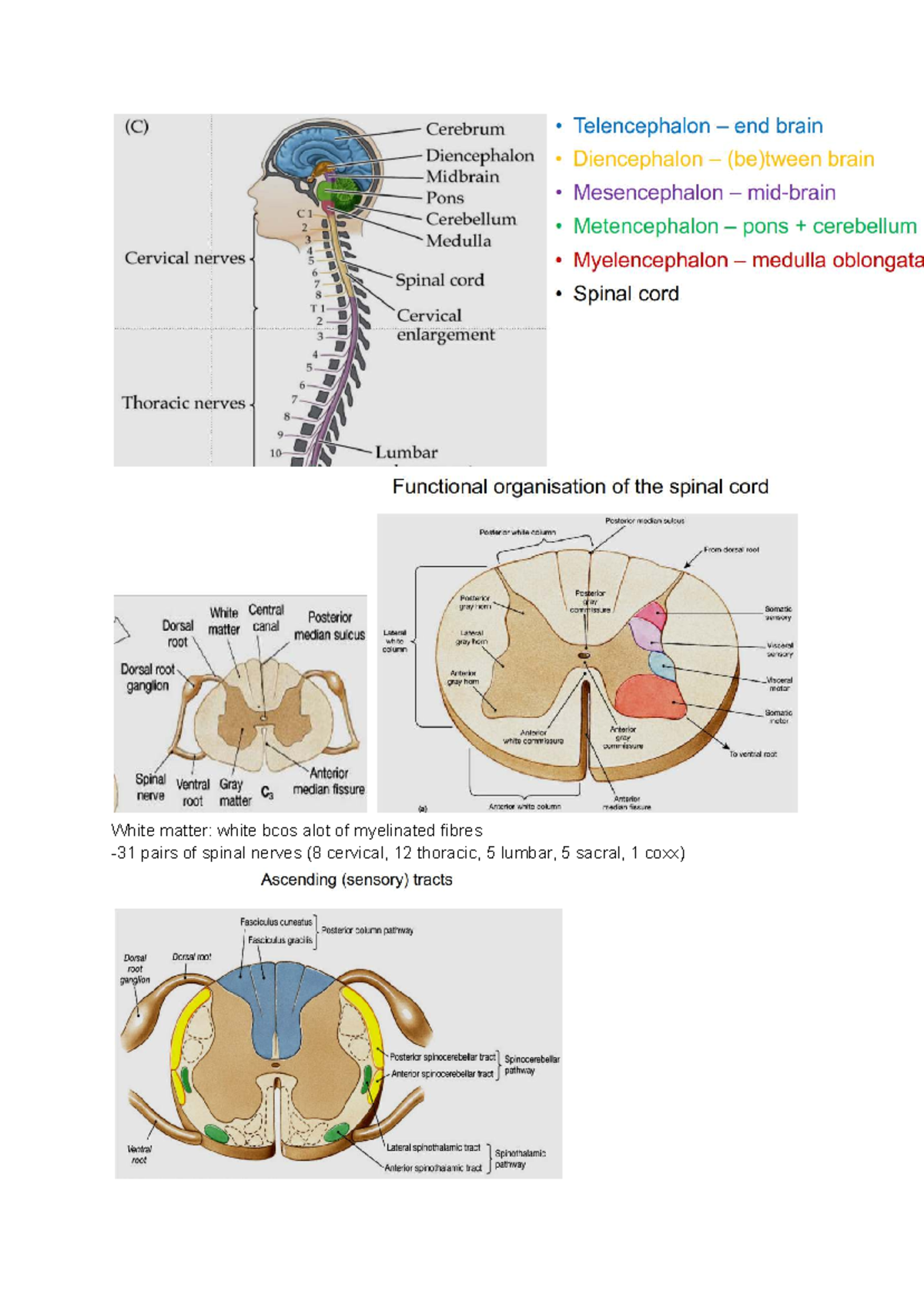 Neuroscience Lecture Notes: Brain Structure and Function - Studocu