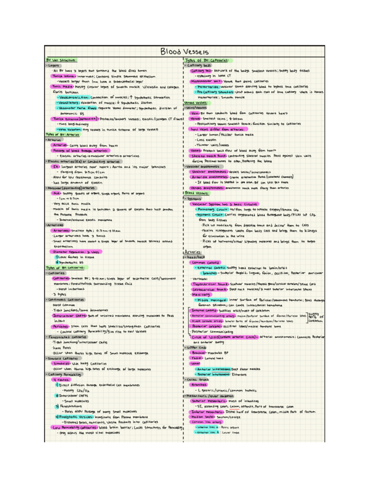 Document 8 - blood vessels textbook notes - Blood Vessels BV Vall ...
