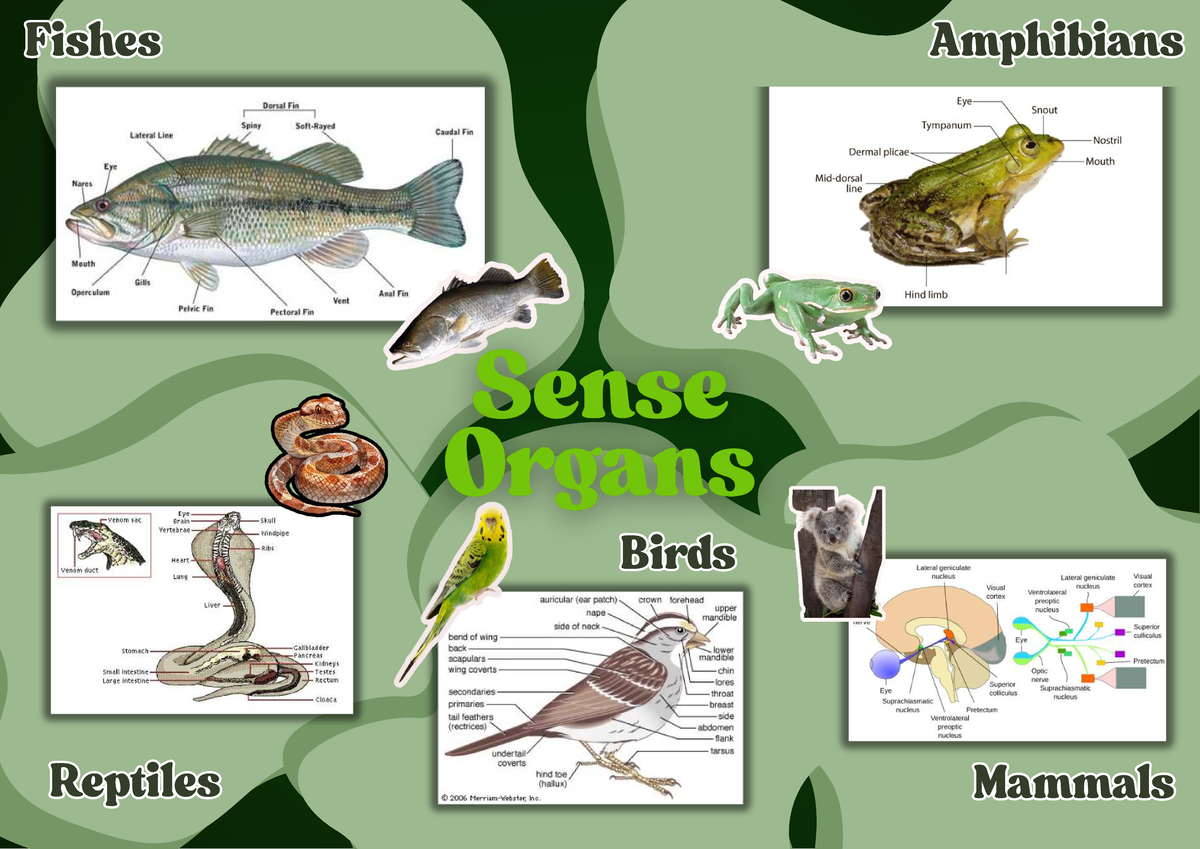 Sense Organs in Fishes, Amphibians, Birds, Reptiles, and Mammals - Studocu