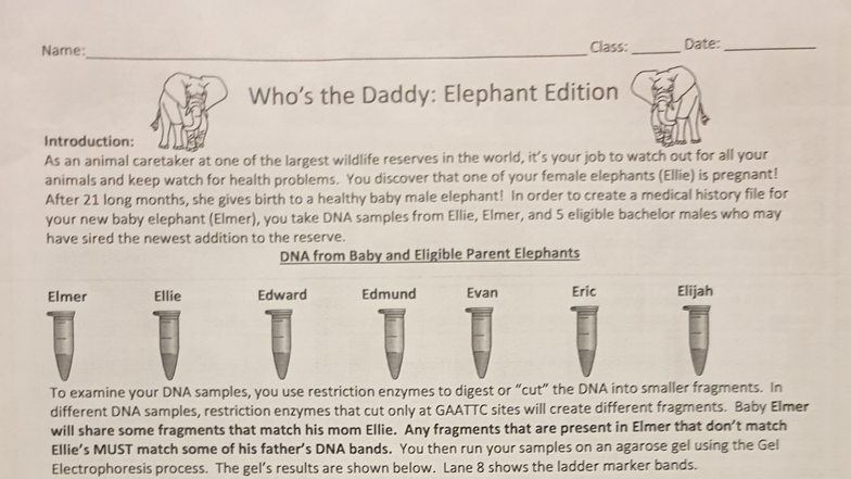 PCR Analysis of Elephant Parentage: A Study on Elmer's DNA - Studocu