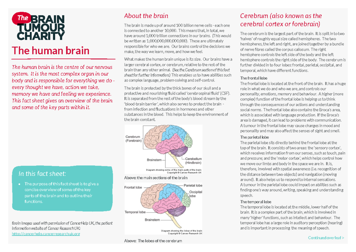 Human Brain Overview: Key Parts & Functions (BIO101 Fact Sheet) - Studocu
