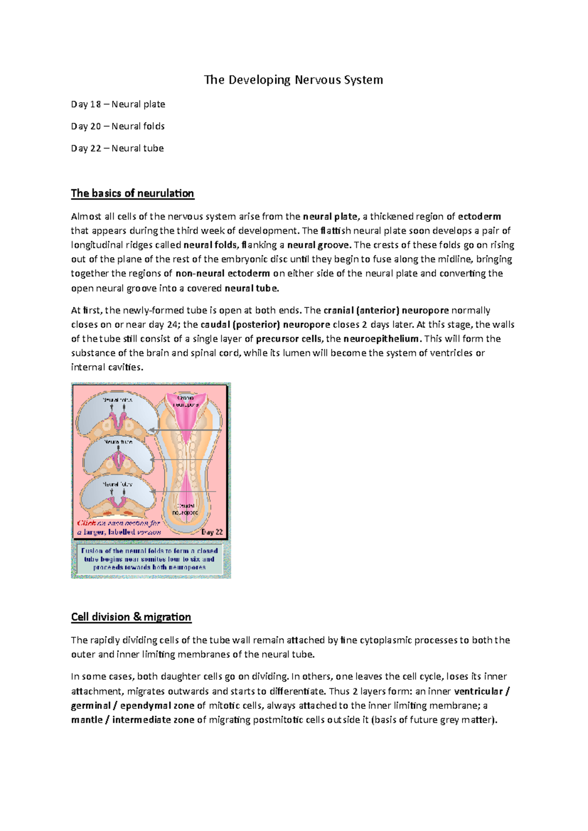 Embryonic Disk Development Notes: Nervous System Overview - Studocu