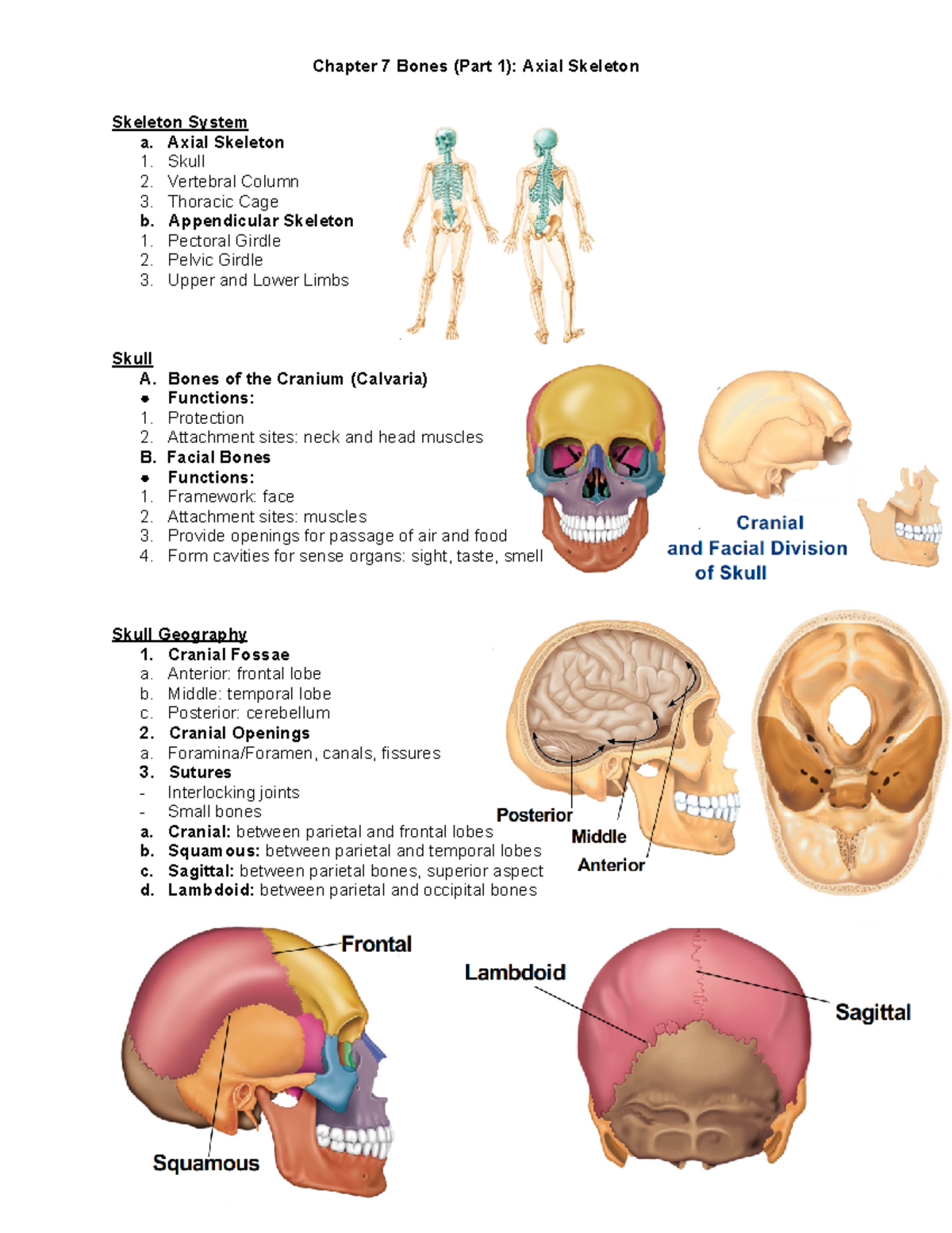 BIOL-4 Ch.7 Bones (Pt.1) Axial Skeleton - Chapter 7 Bones