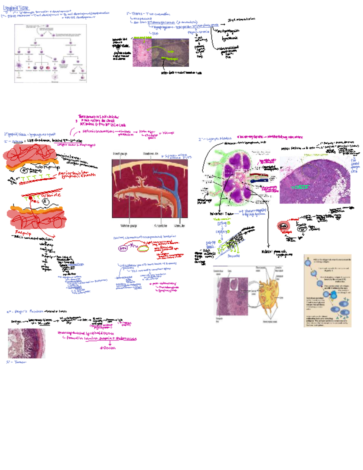 Final Exam Study Guide for Course Code XYZ 101: Lymphoid Tissue and ...