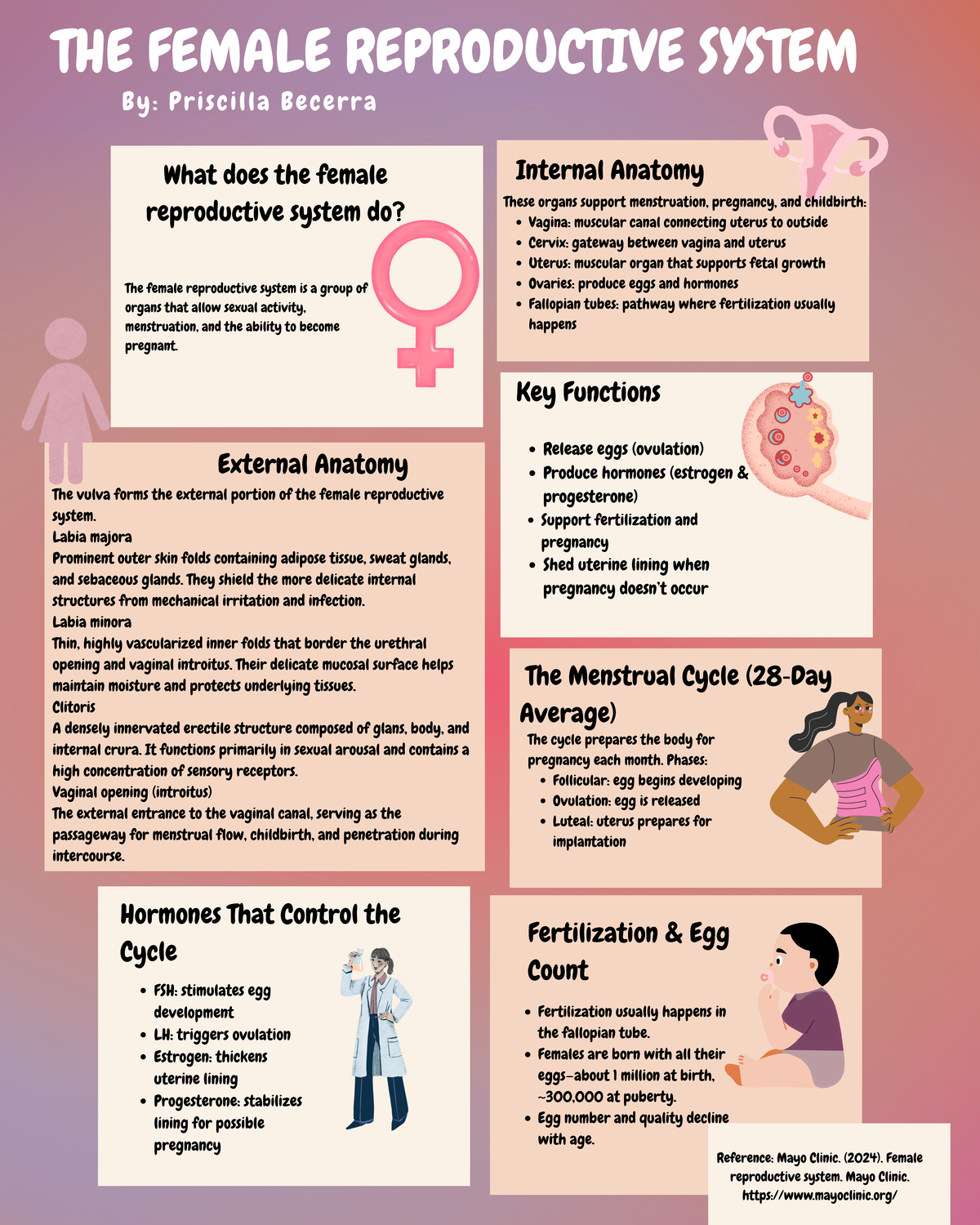 Female Reproductive System Function And Structure