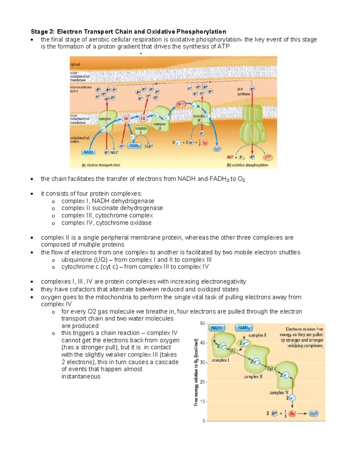 Stage 3: Electron Transport Chain & Oxidative Phosphorylation Notes ...