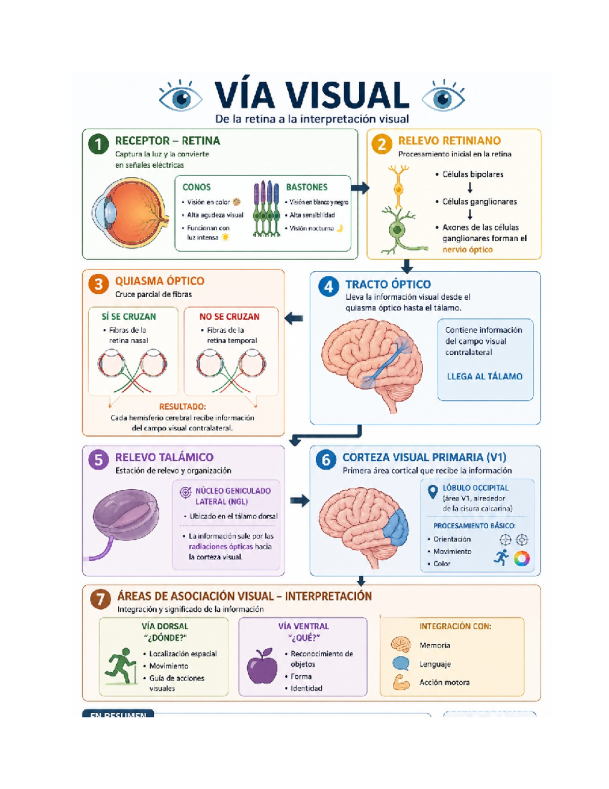 VIA VISUAL: De la Retina a la Interpretación Visual - Notas de Clase ...