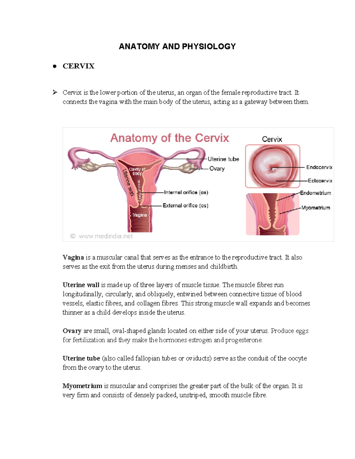 ANATOMY AND PHYSIOLOGY CERVIX & KIDNEY: Key Concepts and Functions ...