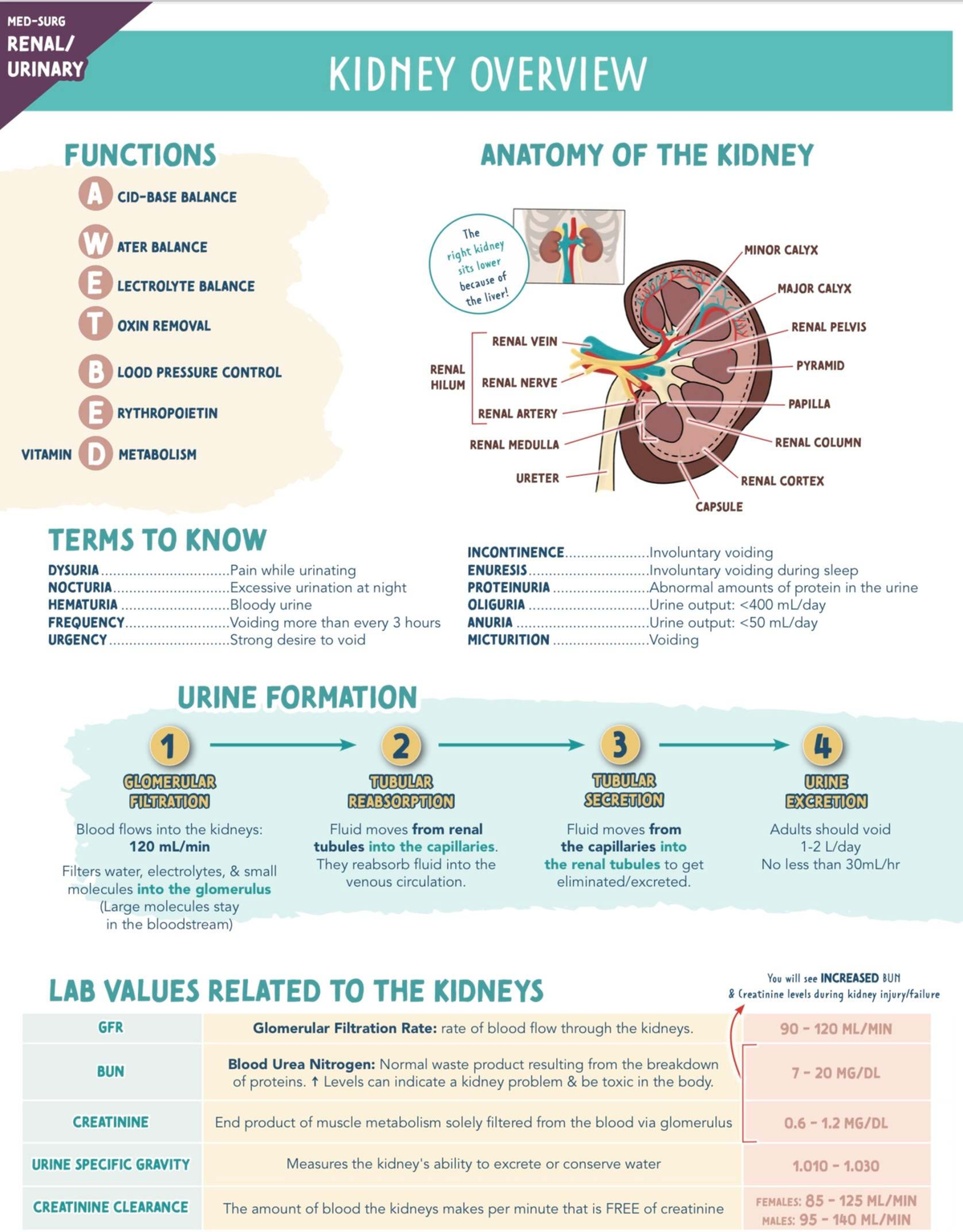 Med Surg: Urinary System Overview & Kidney Functions - Studocu