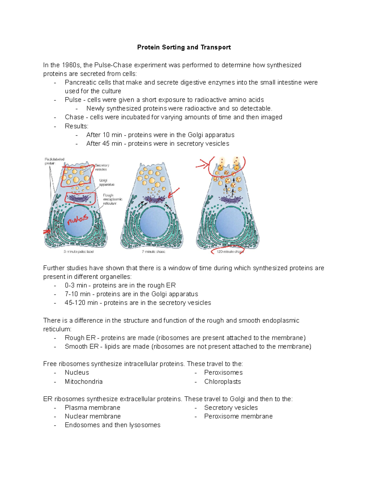 Cell Biology (BI203) Chapter 12: Protein Sorting and Transport - Studocu