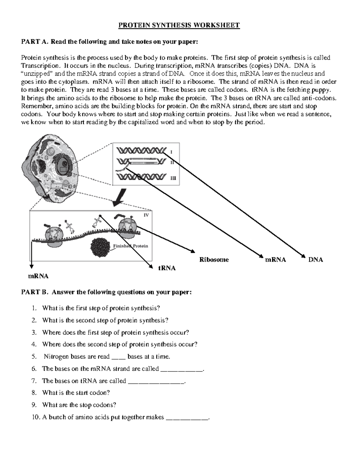 Protein Synthesis Worksheet Part A & B: Key Concepts and Questions ...