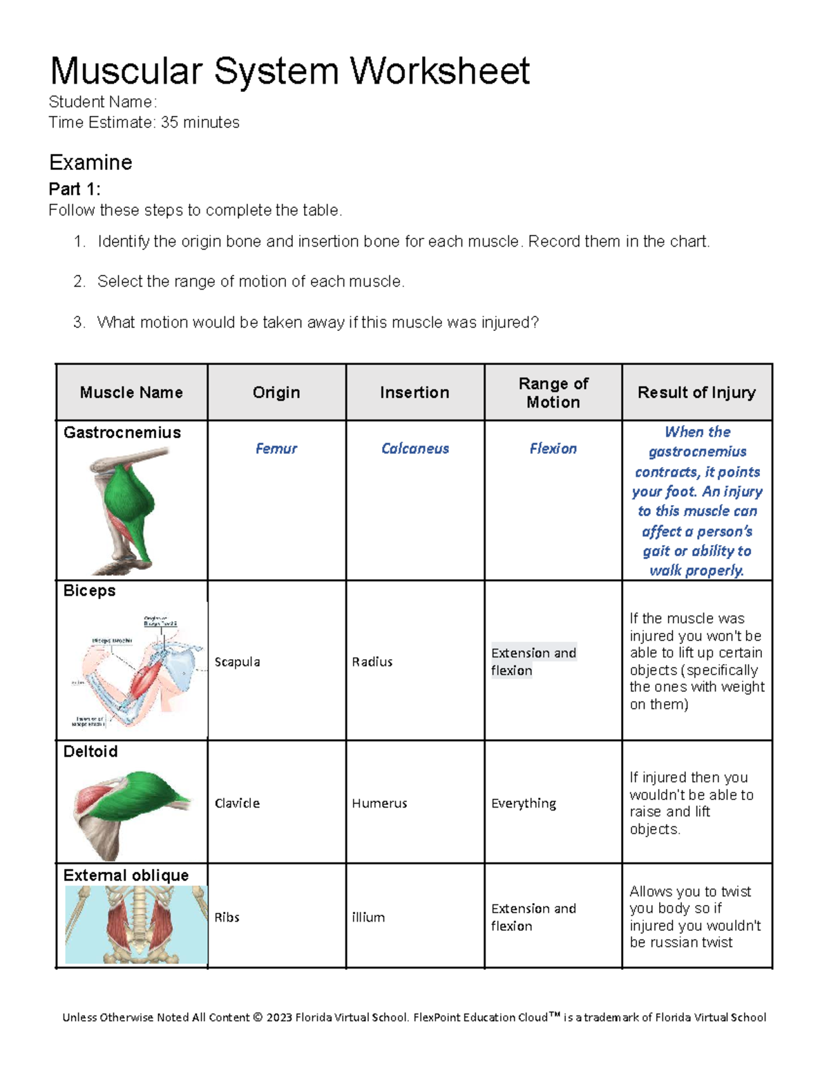 Muscular System Worksheet: Anatomy & Function Analysis (35 min) - Studocu