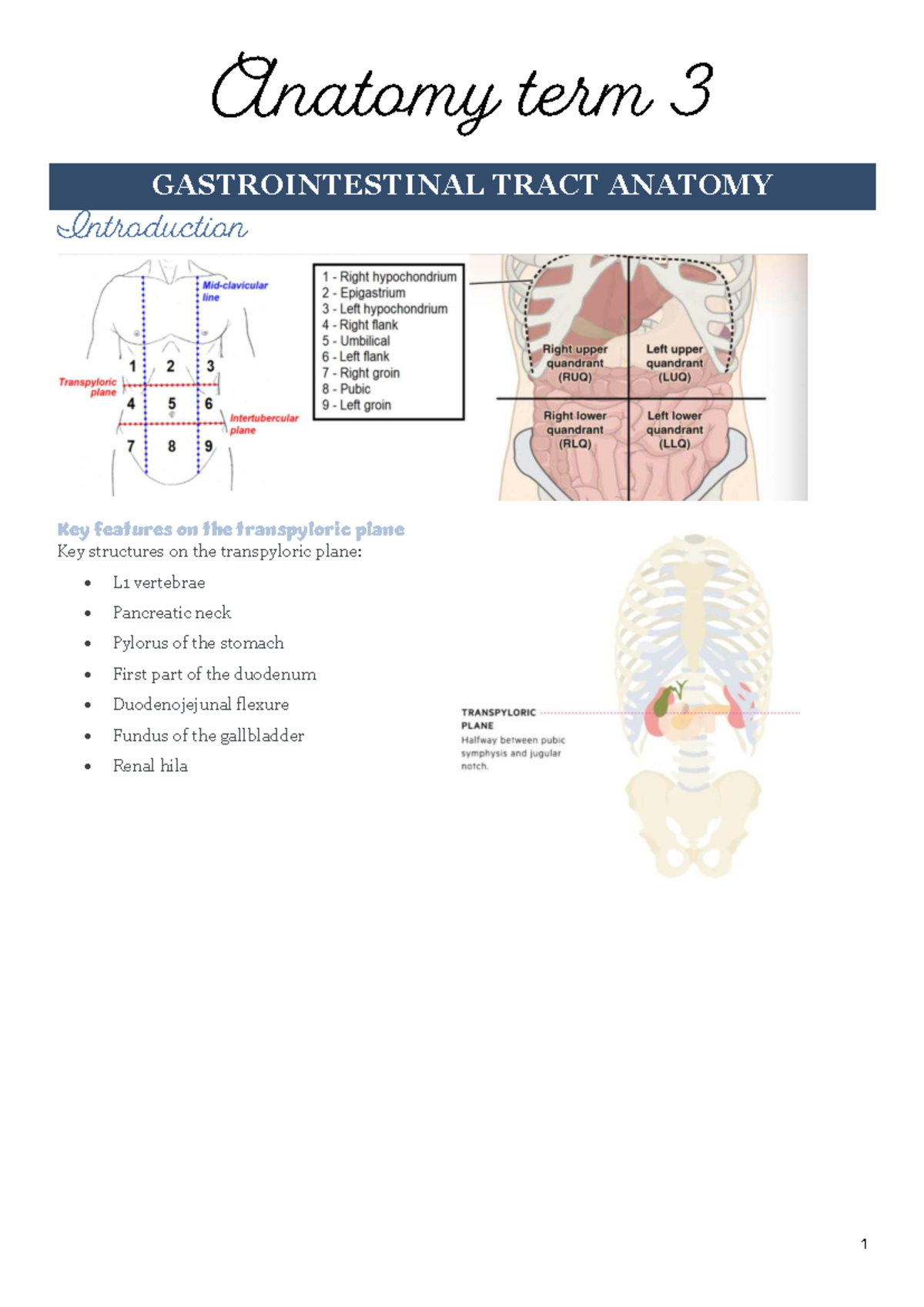 Anatomy Term 3: Gastrointestinal Tract Overview and Key Structures ...