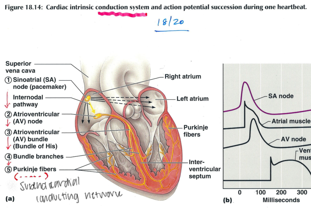 BIOL 244 CH-18 Heart Tr. 20-34 - BIOL 244 - Subendocardial conducting ...