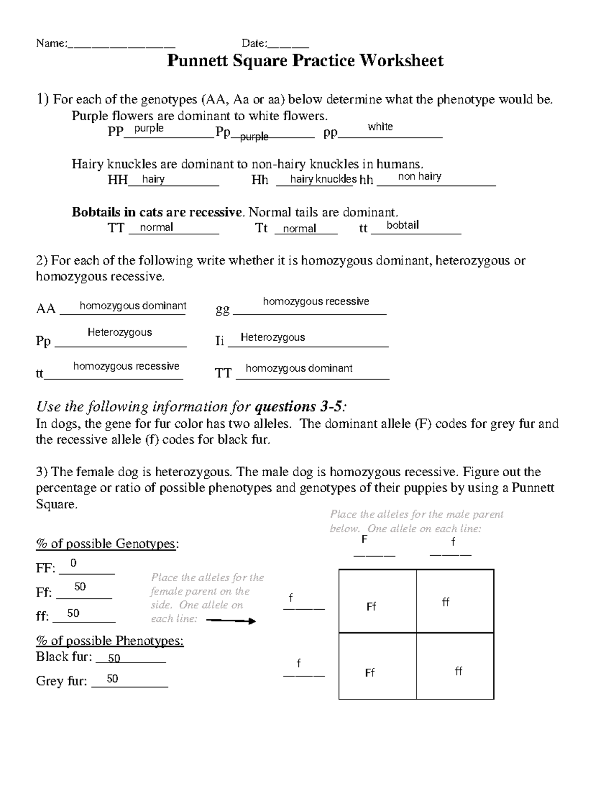 ENZO Punnett Square Practice Worksheet: Genotype & Phenotype Analysis ...