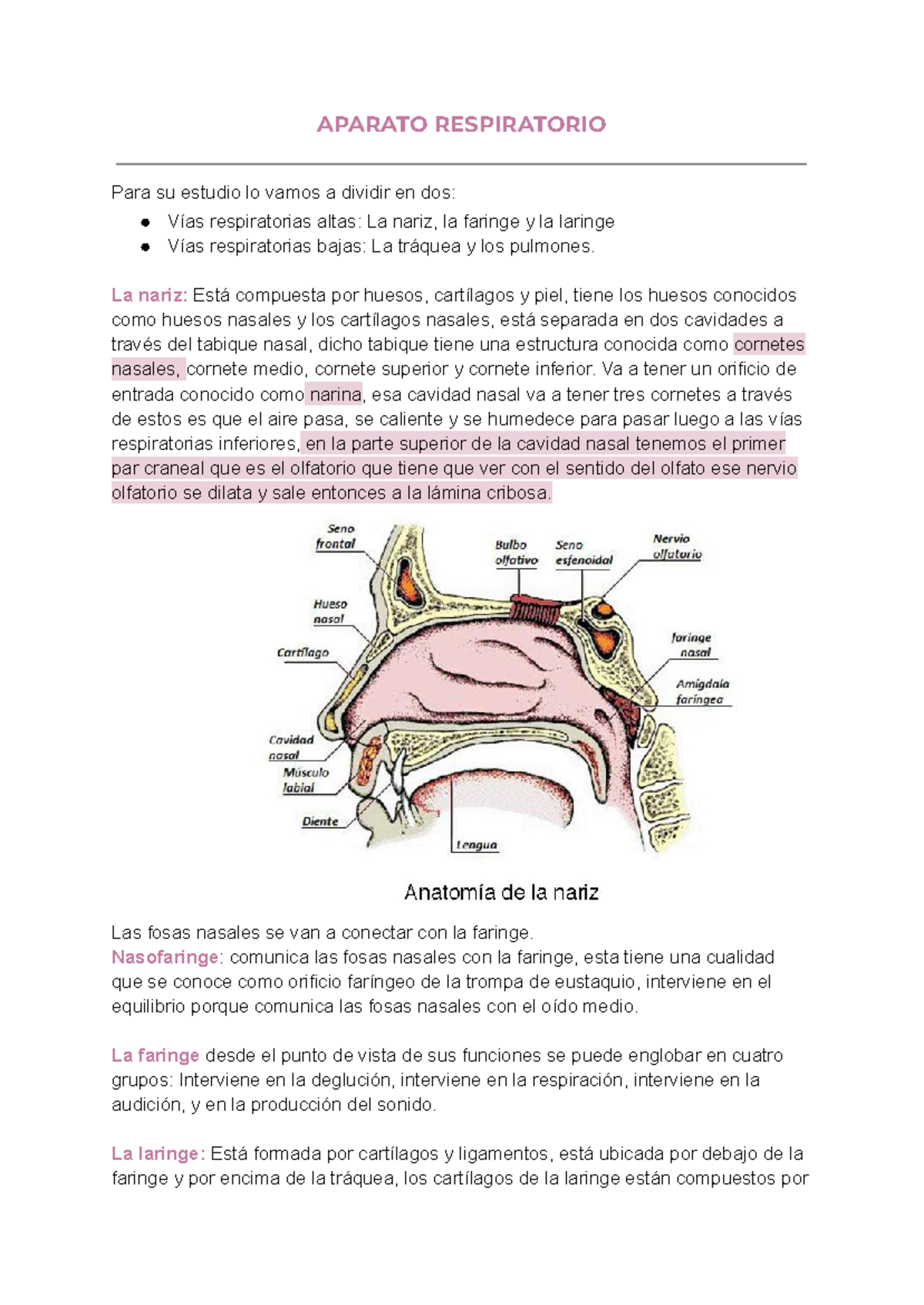 10. Nariz | Enfermería, image size:1200x1694