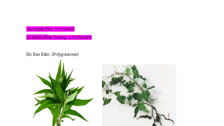 Nghiên cứu về Họ Rau Răm (Polygonaceae) - Nhóm 10 - Studocu