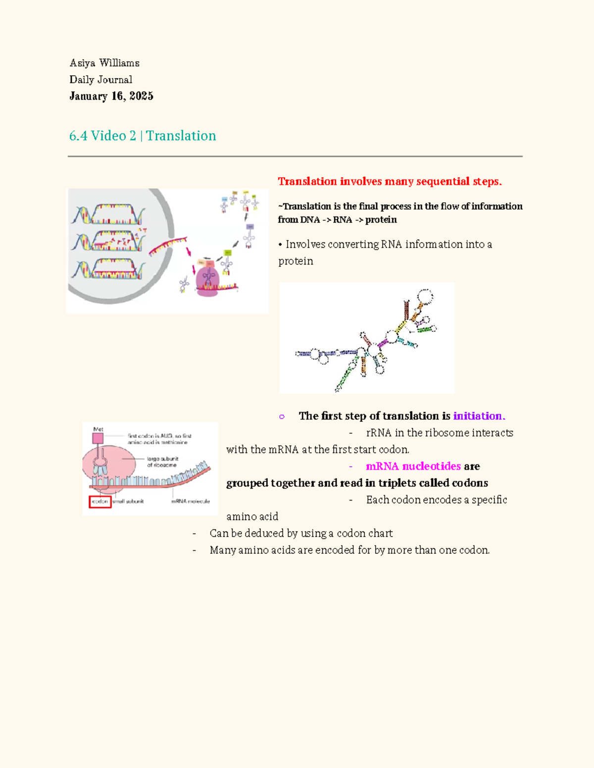 Daily Journal 6.4: Overview of Translation Process - Studocu