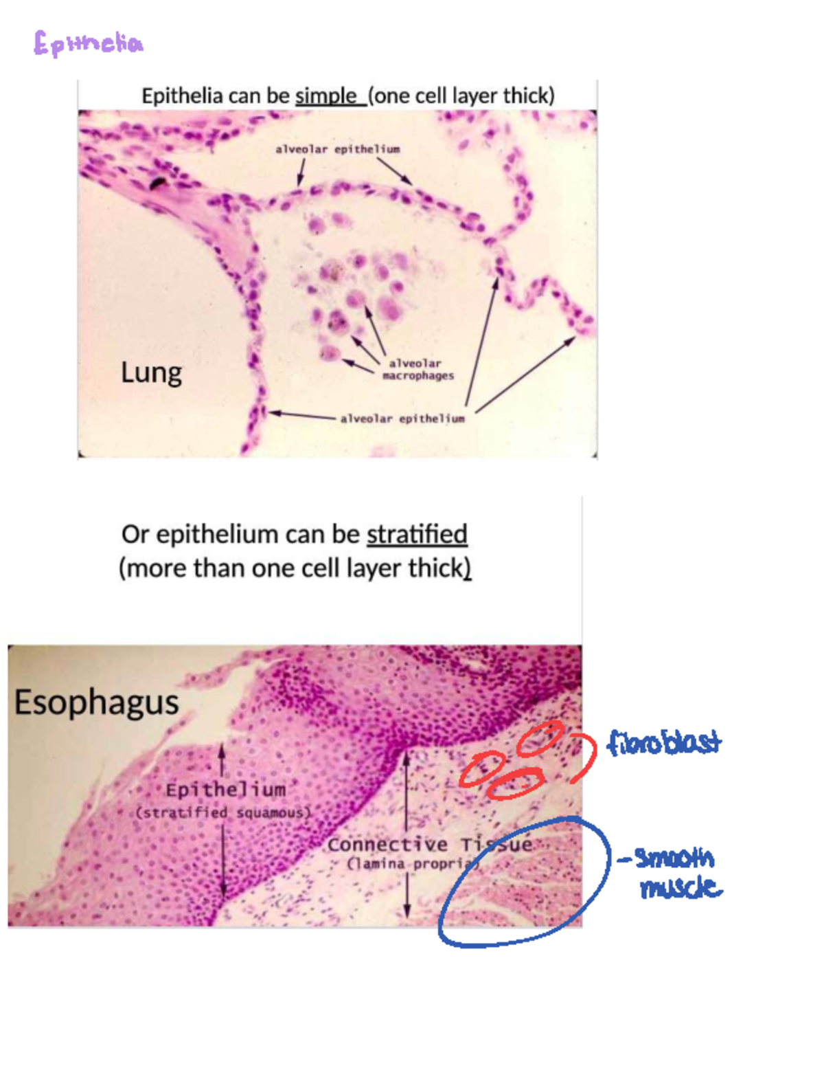 Lab Practical Notes on Epithelia and Connective Tissue (BIO 101) - Studocu