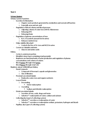 Final Exam Notes: Understanding the Human Urinary System (BIO101) - Studocu
