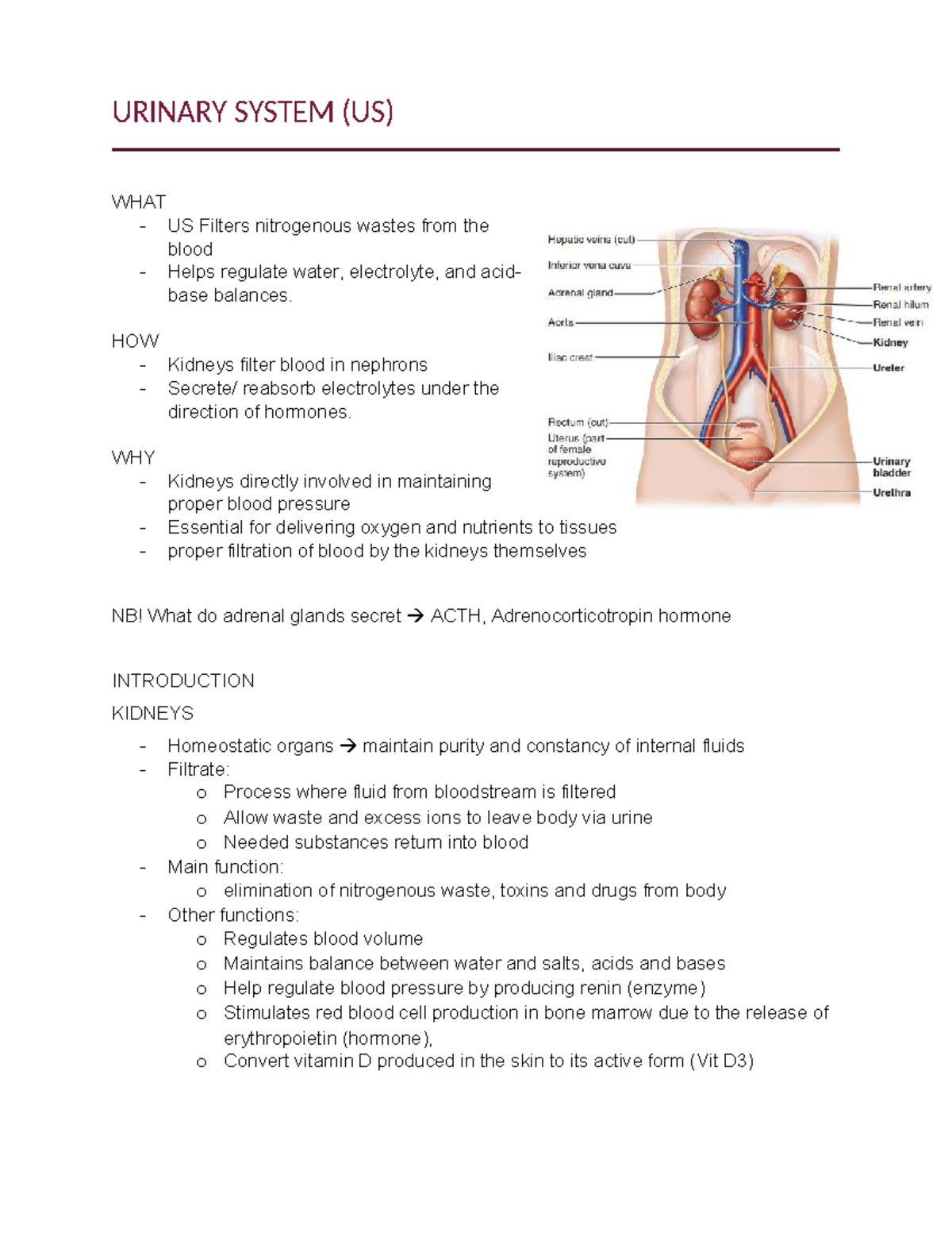 3. Urinary System (US) Overview and Functions of Kidneys - Studocu