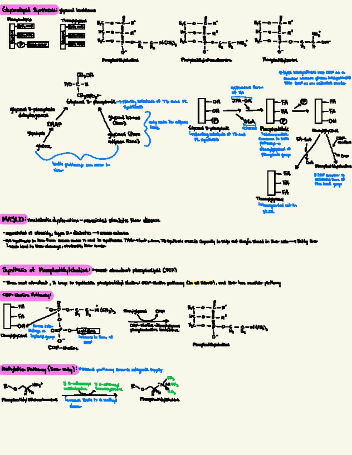 Final Study Guide - Lipid Synthesis (Course Code: FSL 101) - Studocu