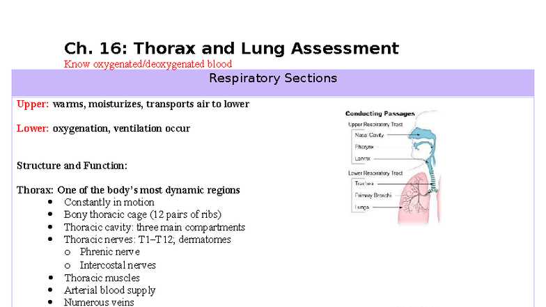 Health Assessment: Ch. 16 - Thorax and Lung Evaluation Notes - Studocu