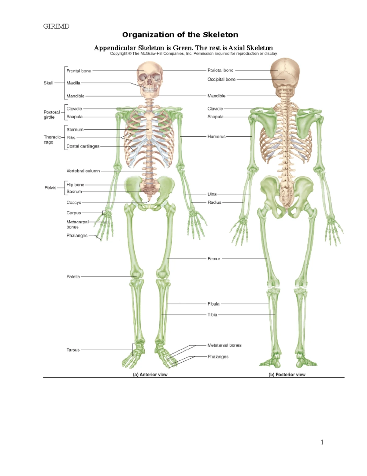 解剖学 1 Anatomy 1 解剖学 1 Anatomy 1 Anatomy chapter 1 - intro to anatomy