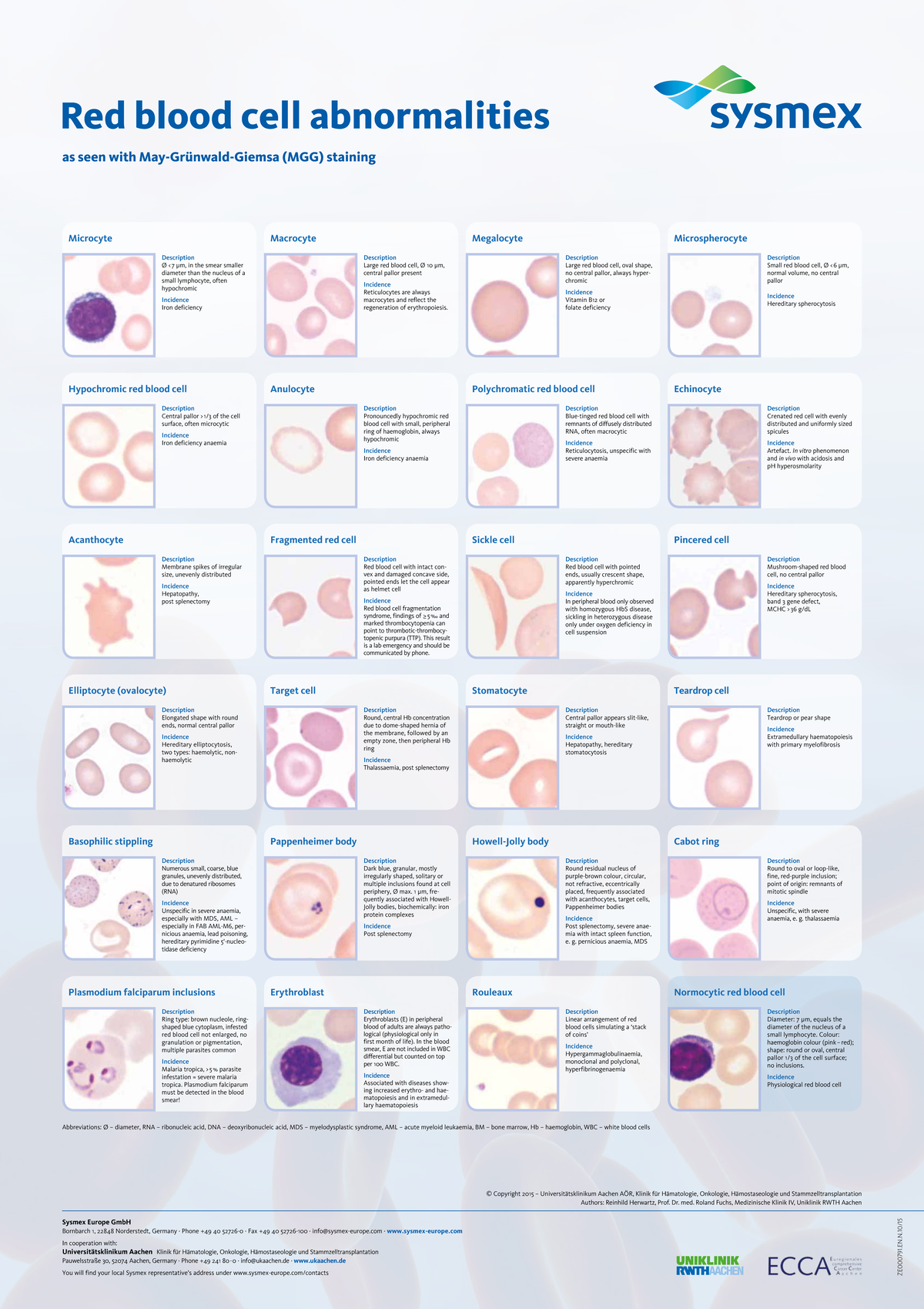 Red Blood Cell Abnormalities: A1 EN 022704 Analysis and Descriptions ...