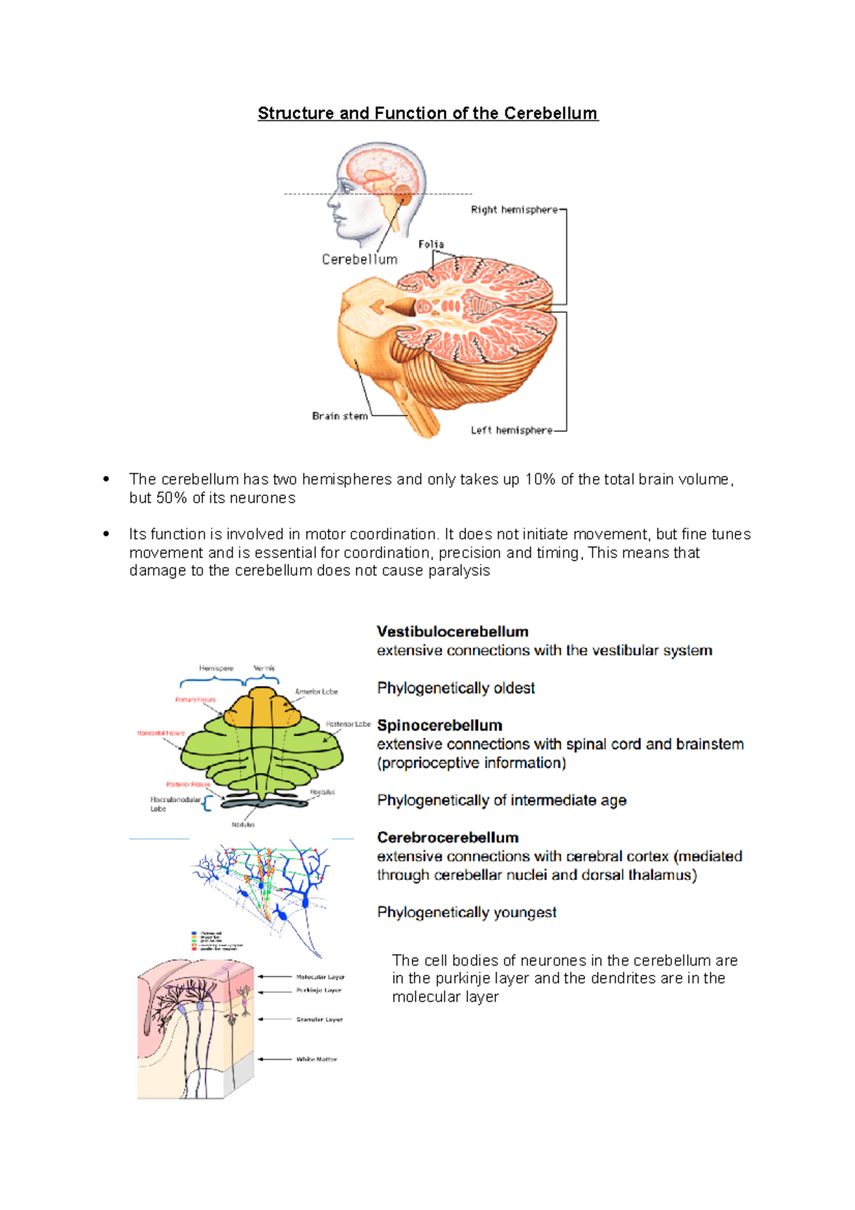 Cerebellum Structure & Function Lecture 13 Notes - Key Insights - Studocu