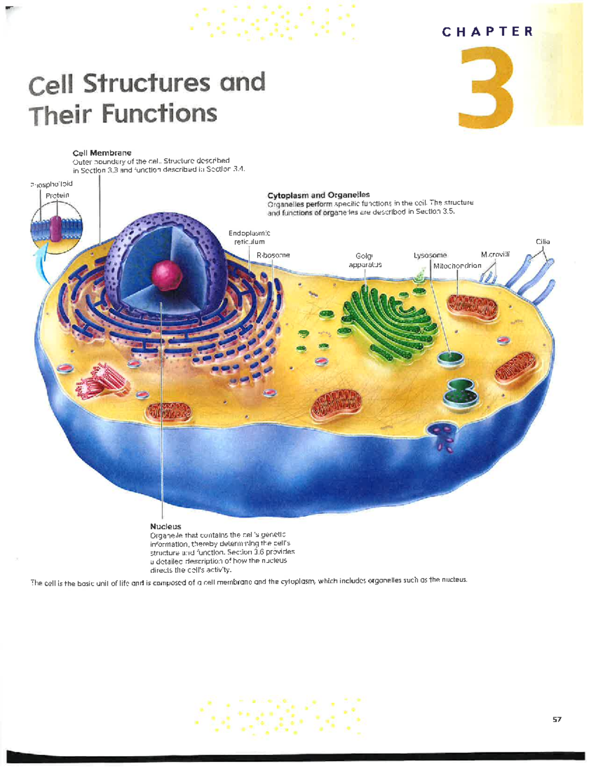 Final Exam Study Guide for Course CODE: 101 - Cell Structures ...