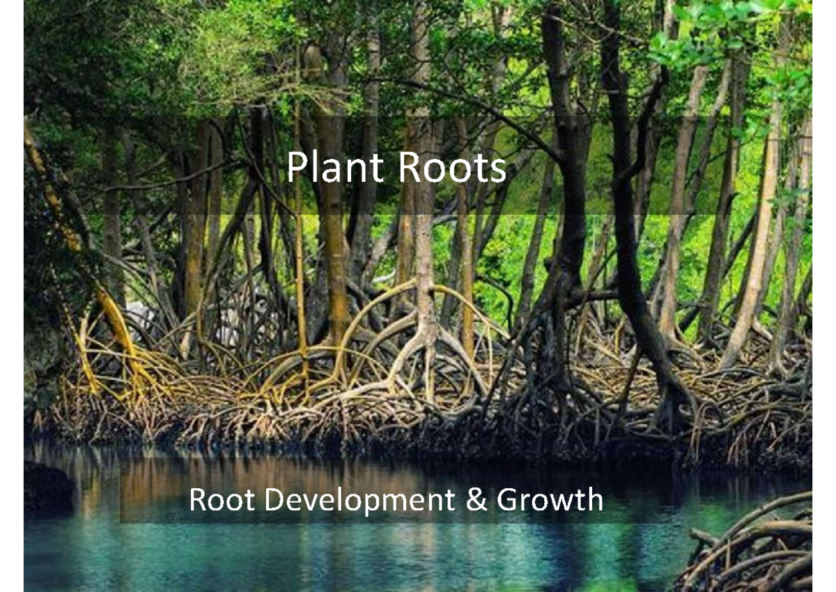 Lecture - Roots: Chapter 7 Notes on Development and Structure - Studocu