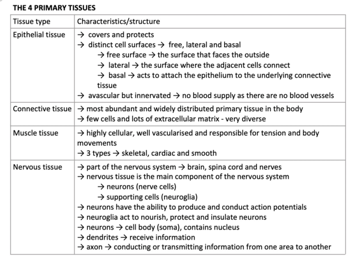 Screenshot 2025-03-15 at 6.38.51 PM - THE 4 PRIMARY TISSUES Tissue type ...