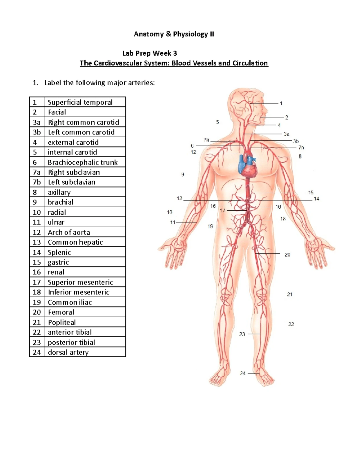PDF document - Nursing Anatomy physiology notes - SCIE 158 - Studocu