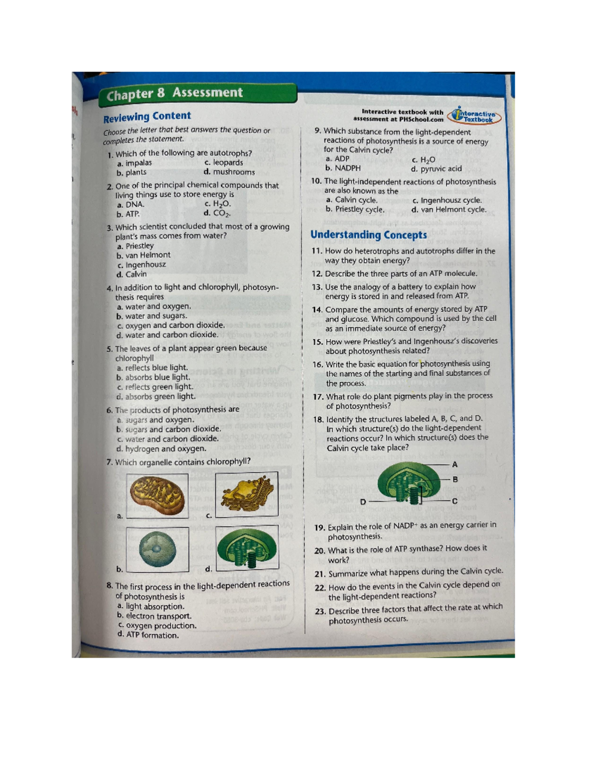 BIO 101 Chapter 8 Assessment Review - Interactive Questions - Studocu
