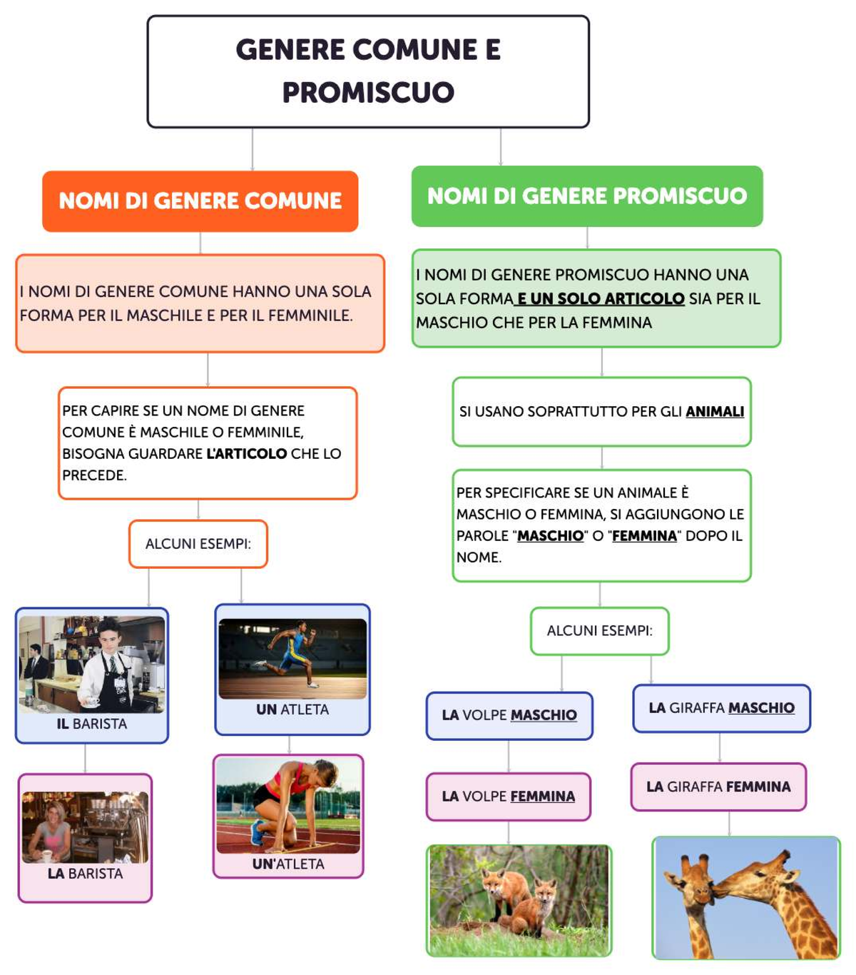 Genere Comune e Promiscuo: Nomi e Articoli in Italiano - Studocu