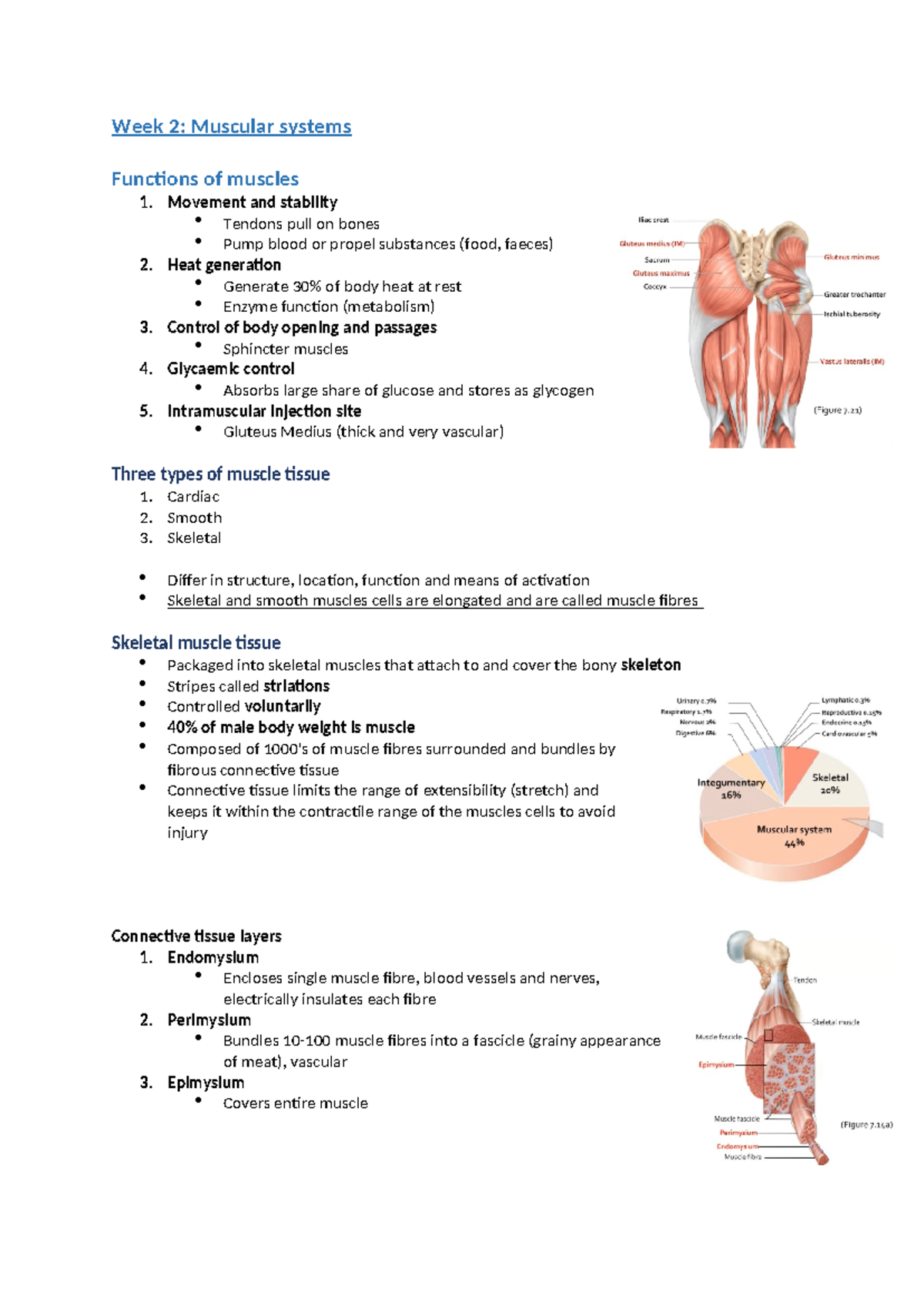 Week 2 - Muscular Systems Overview and Key Functions - Studocu