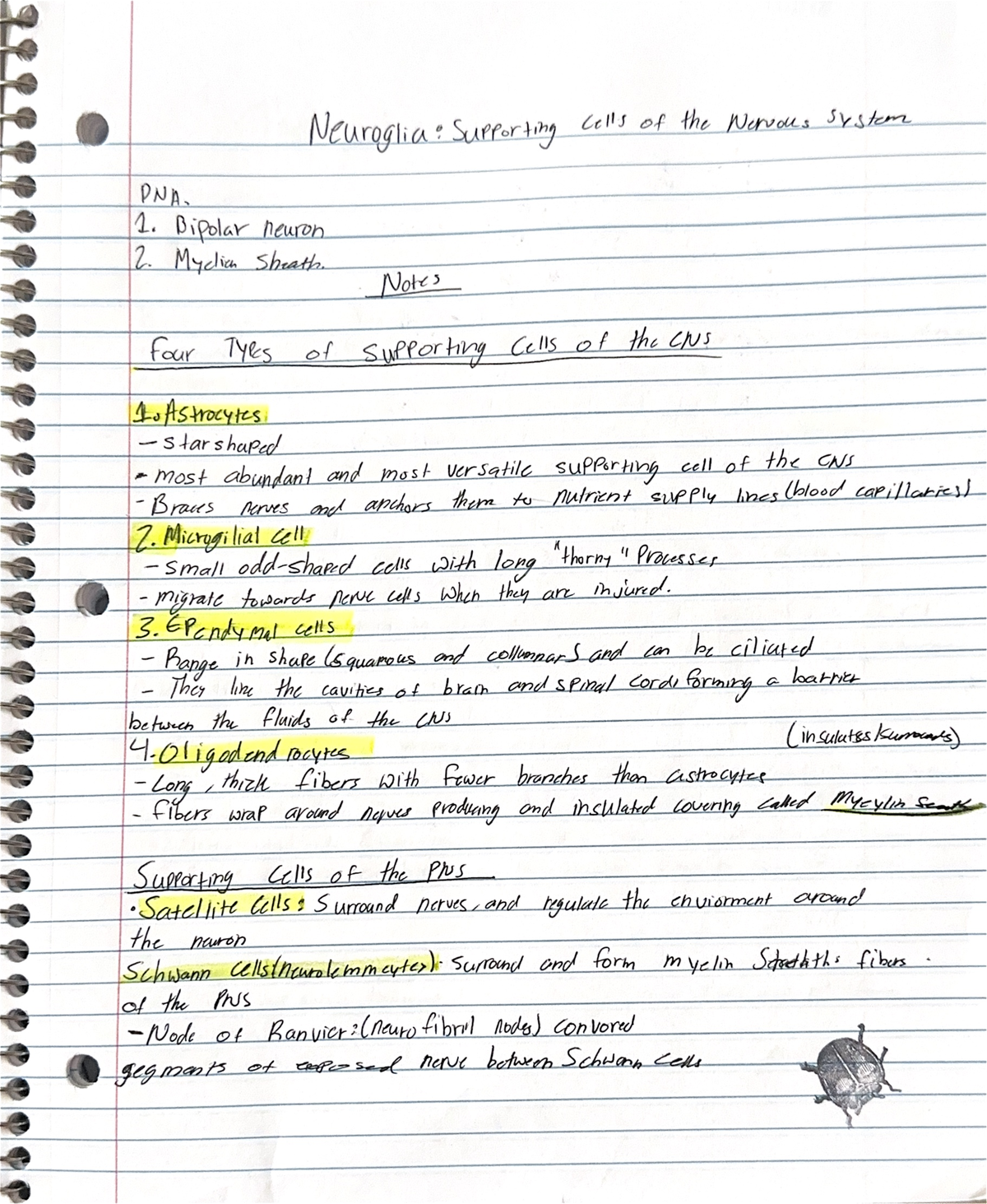 Neuroglia notes - Neuroglia : Supporting cells of the Nervous system ...
