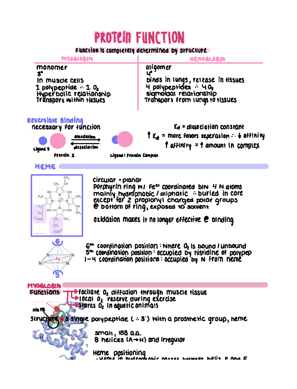 Protein Function Notes: Myoglobin and Hemoglobin Binding Mechanisms ...