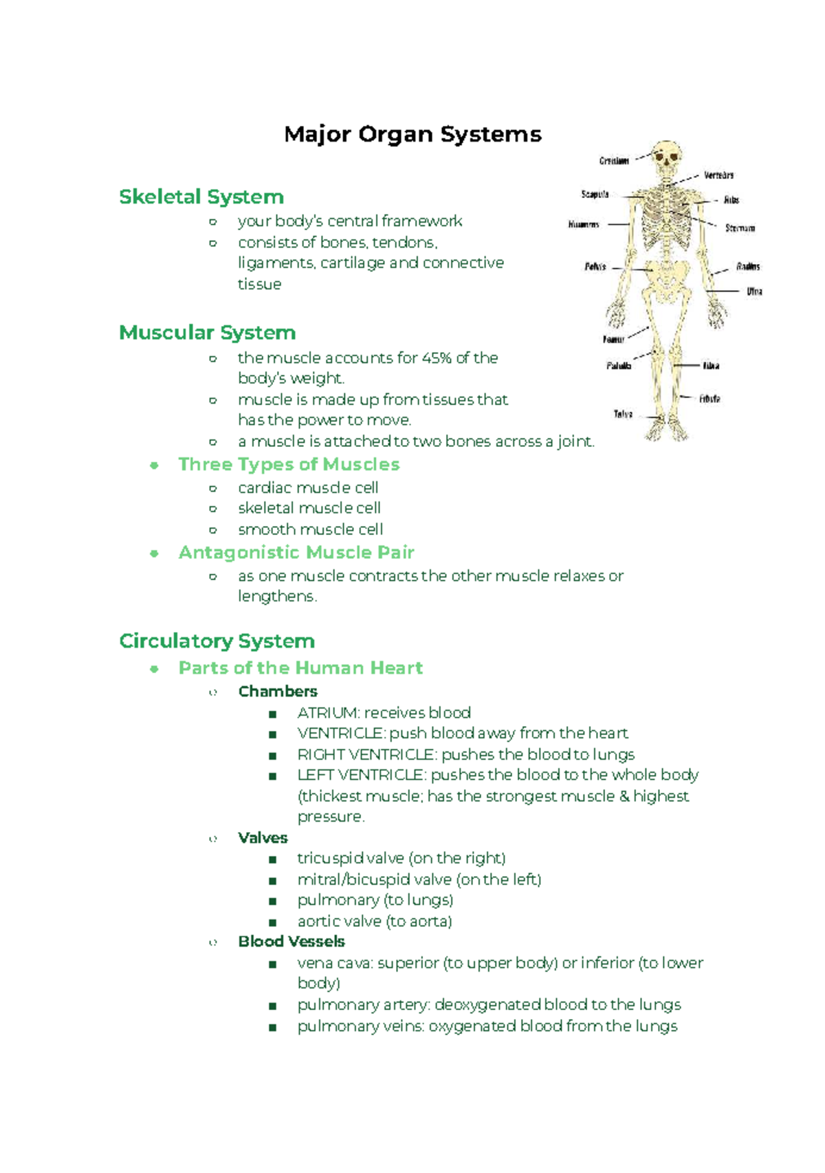 7. Major Organ Systems - Revision Notes for Biology 101 - Studocu