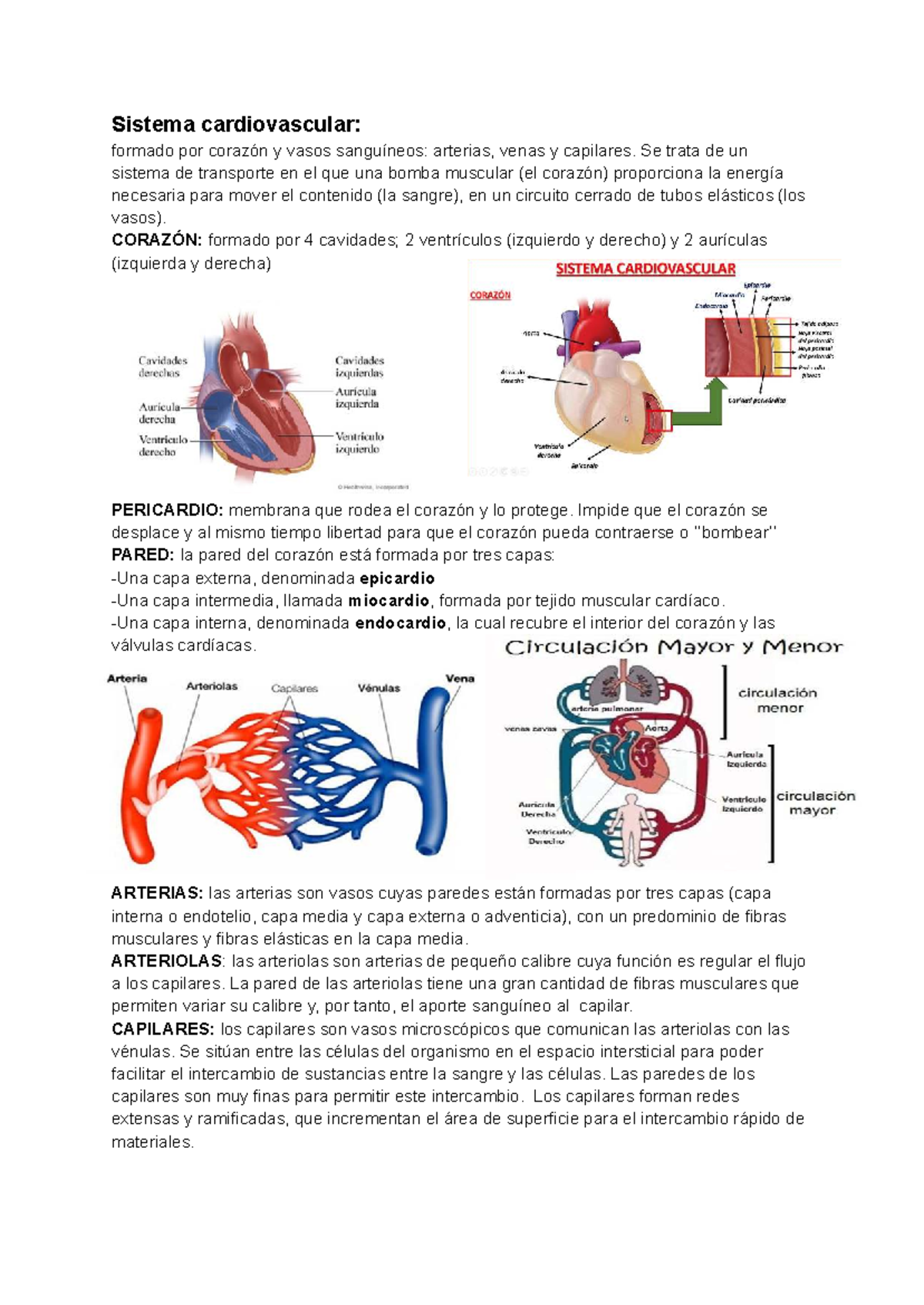 Análisis del Sistema Cardiovascular y Nervioso en Anatomía Humana - Studocu