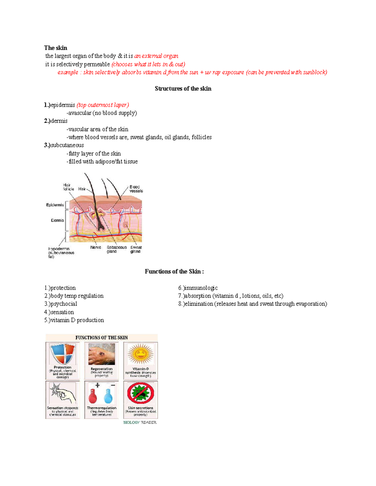Skin Anatomy and Wound Healing Overview - Studocu