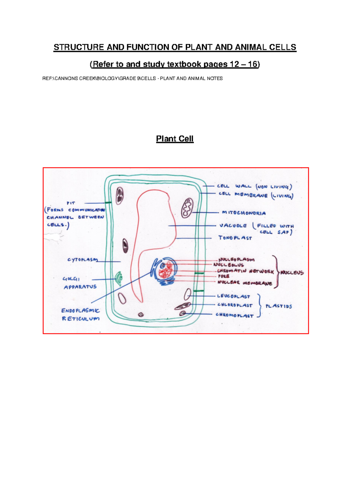 BIO 101: Plant and Animal Cell Structure & Function Notes - Studocu